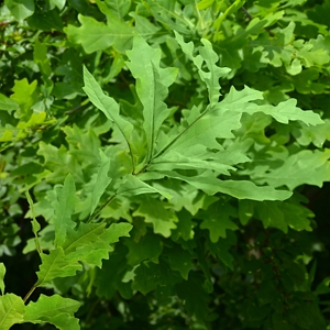 Deciduous Overcup Oak Tree